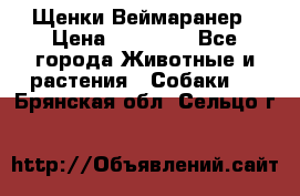 Щенки Веймаранер › Цена ­ 40 000 - Все города Животные и растения » Собаки   . Брянская обл.,Сельцо г.